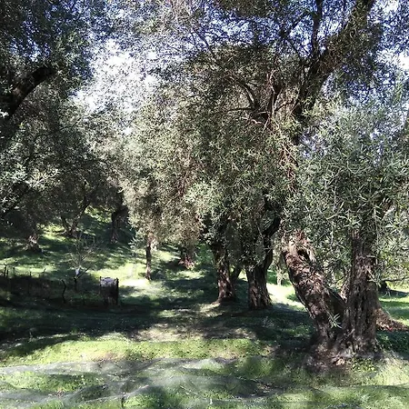 Elia * Astrakeri